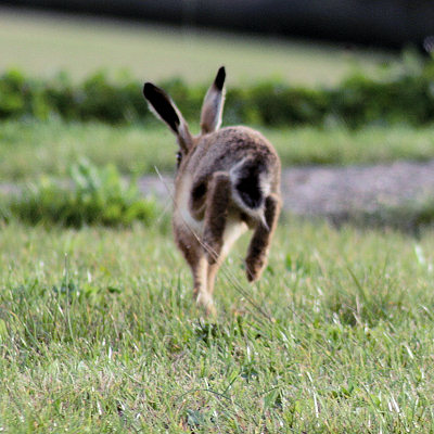 Hare #2