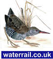 Waterrail Kite