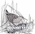 Waterrail Images