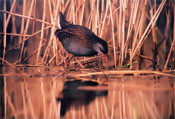 Waterrail photo