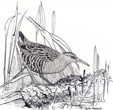 Waterrail sketch