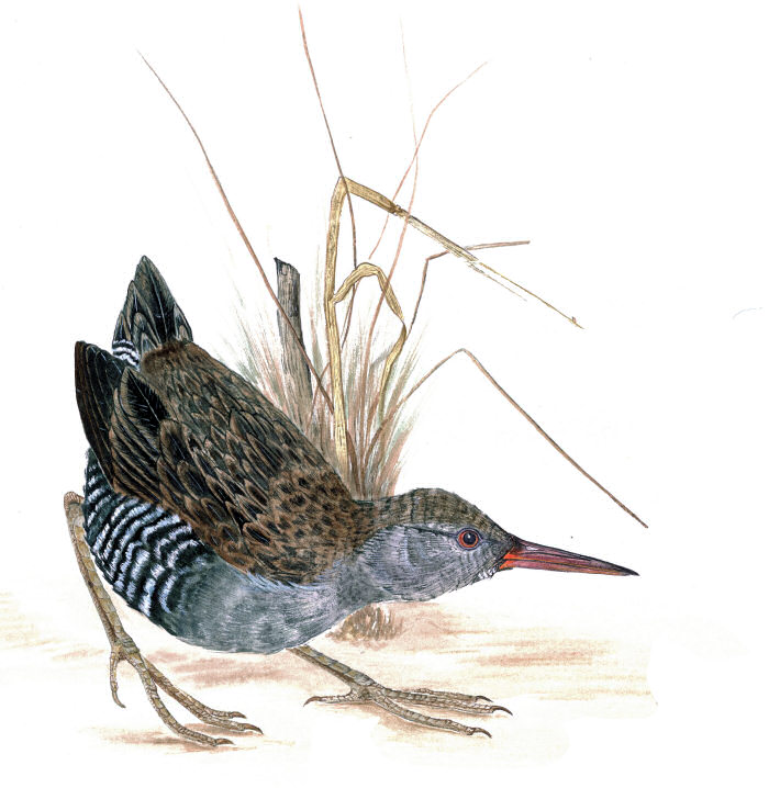 Waterrail photo